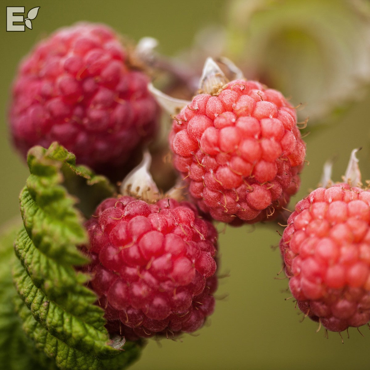 trädgårdshallon 'Preussen' E