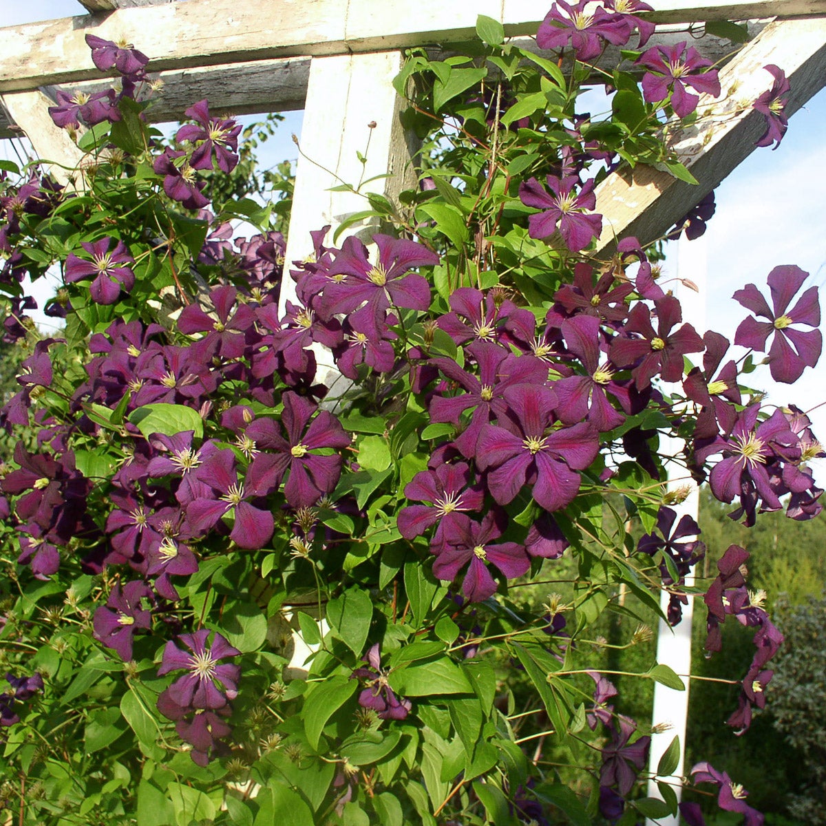 viticella-klematis 'Étoile Violette'