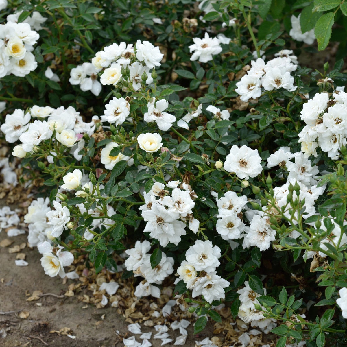 modern buskros White Cover® ('Poulcov')