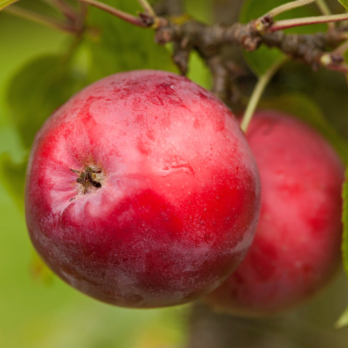 äpple 'Rödluvan'
