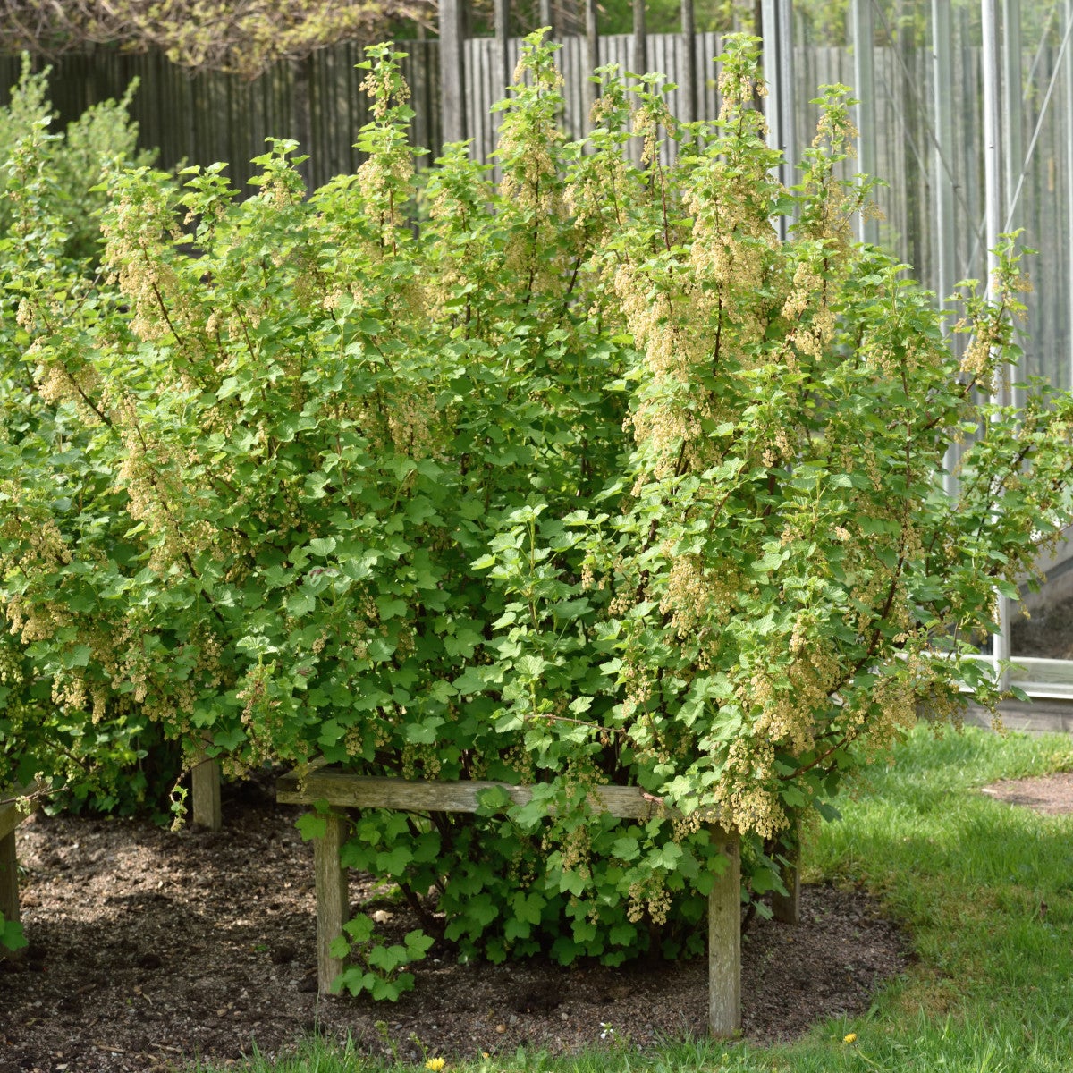 röda vinbär 'Jonkheer van Tets'