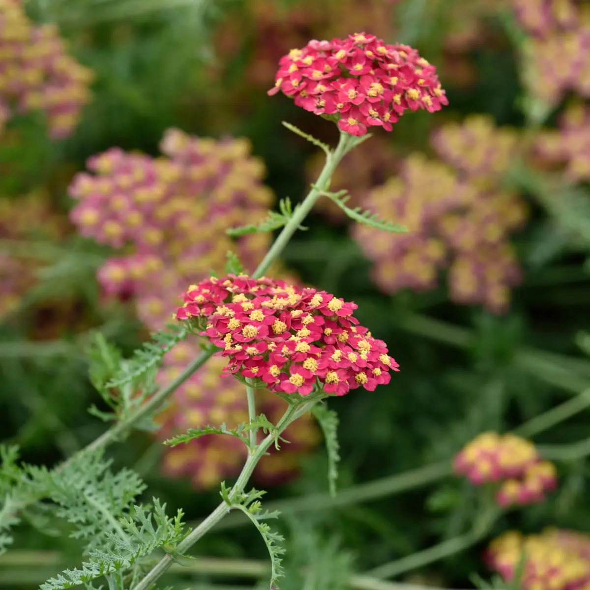 röllika 'Paprika'