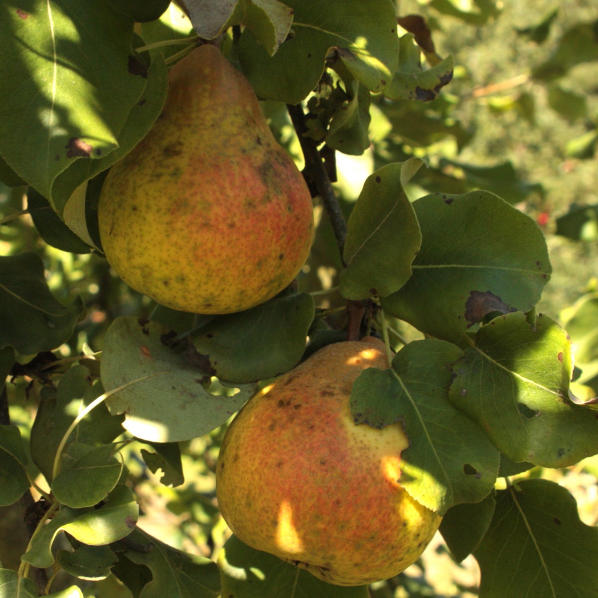 päron 'Göteborgs Diamant'