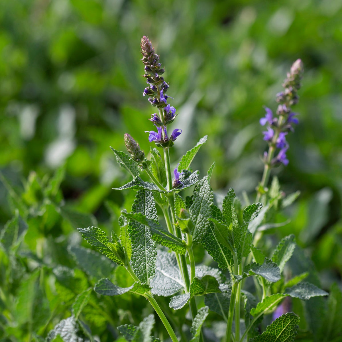 skogssalvia 'Blauhügel'