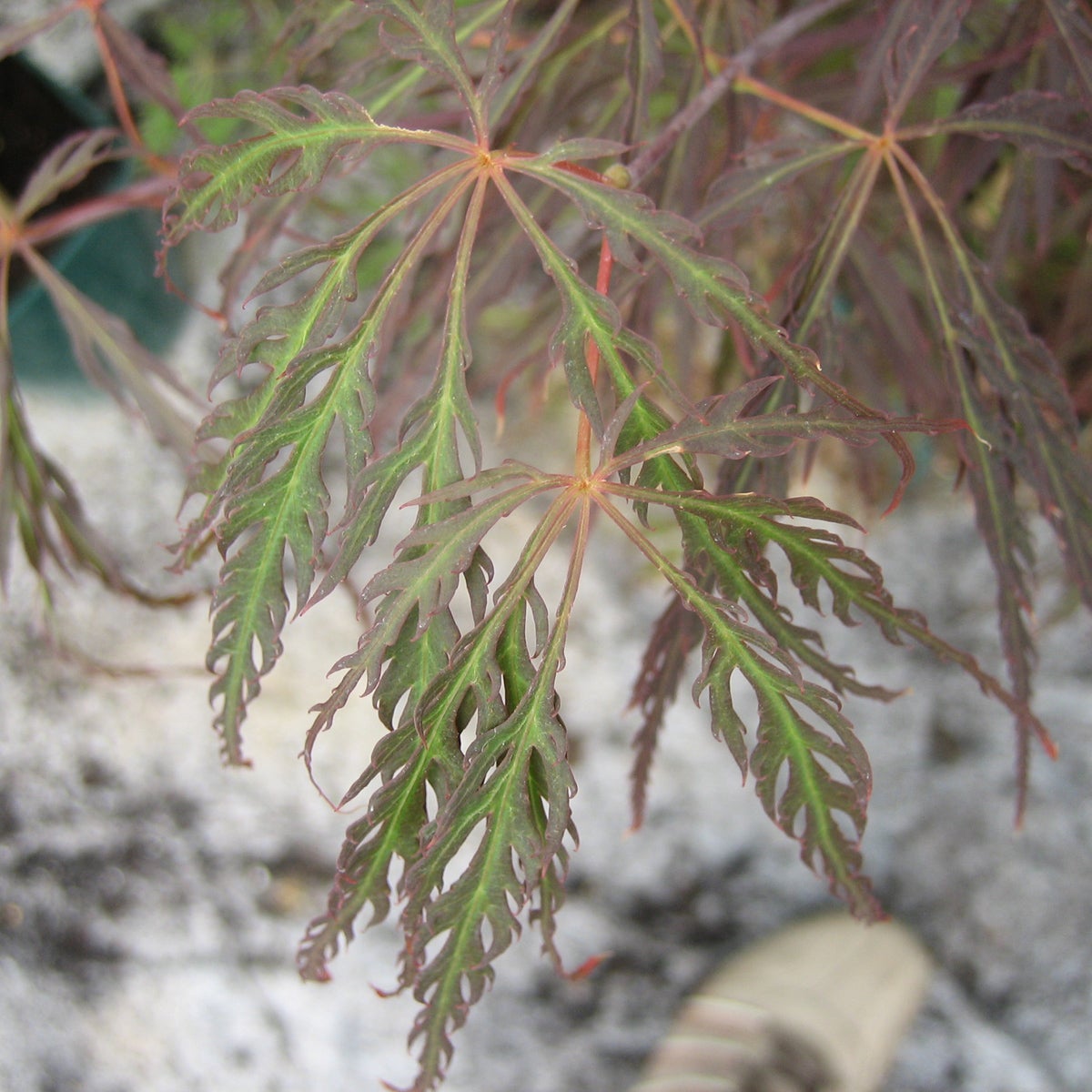 flikbladig japanlönn 'Crimson Queen'