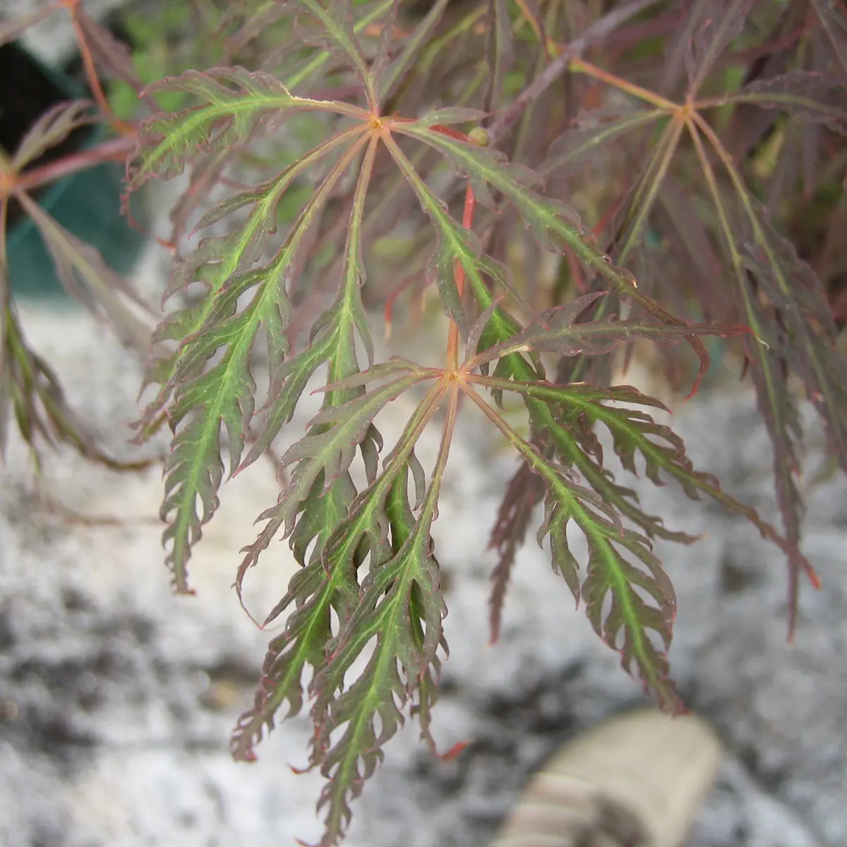 flikbladig japanlönn 'Crimson Queen'