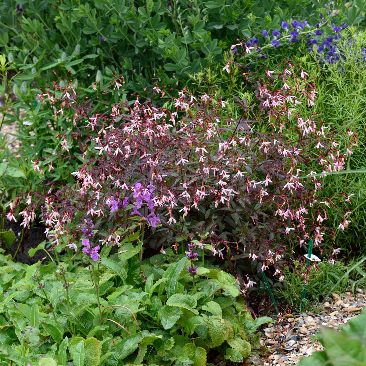 gillenia 'Pink Profusion'