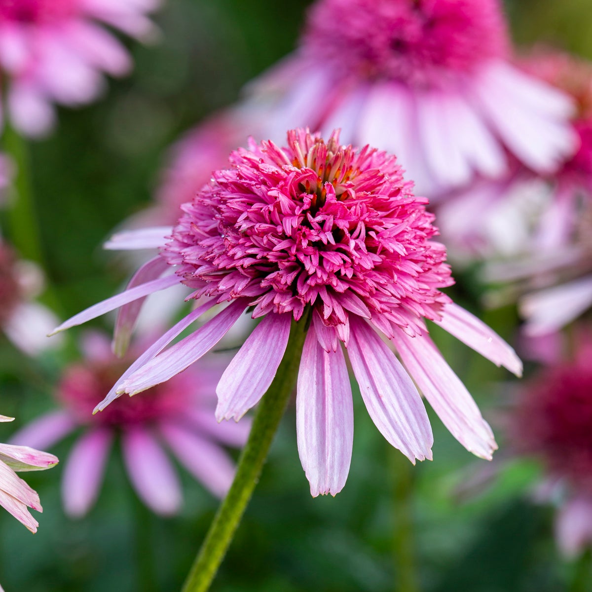 röd solhatt 'Pink Double Delight'