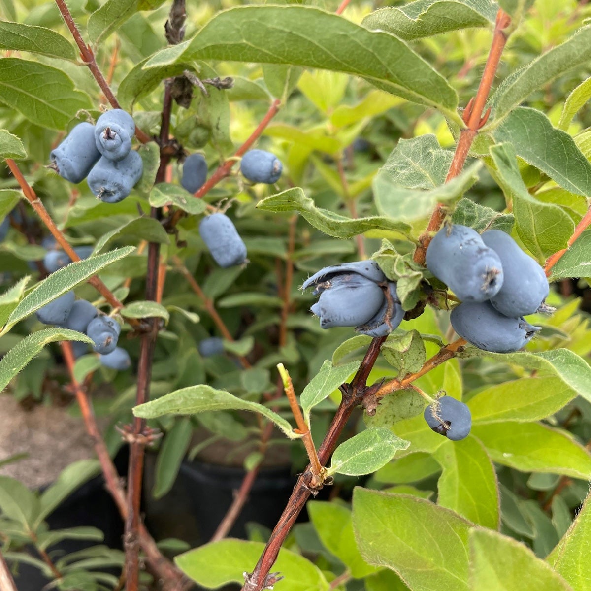 blåbärstry 'Borealis'