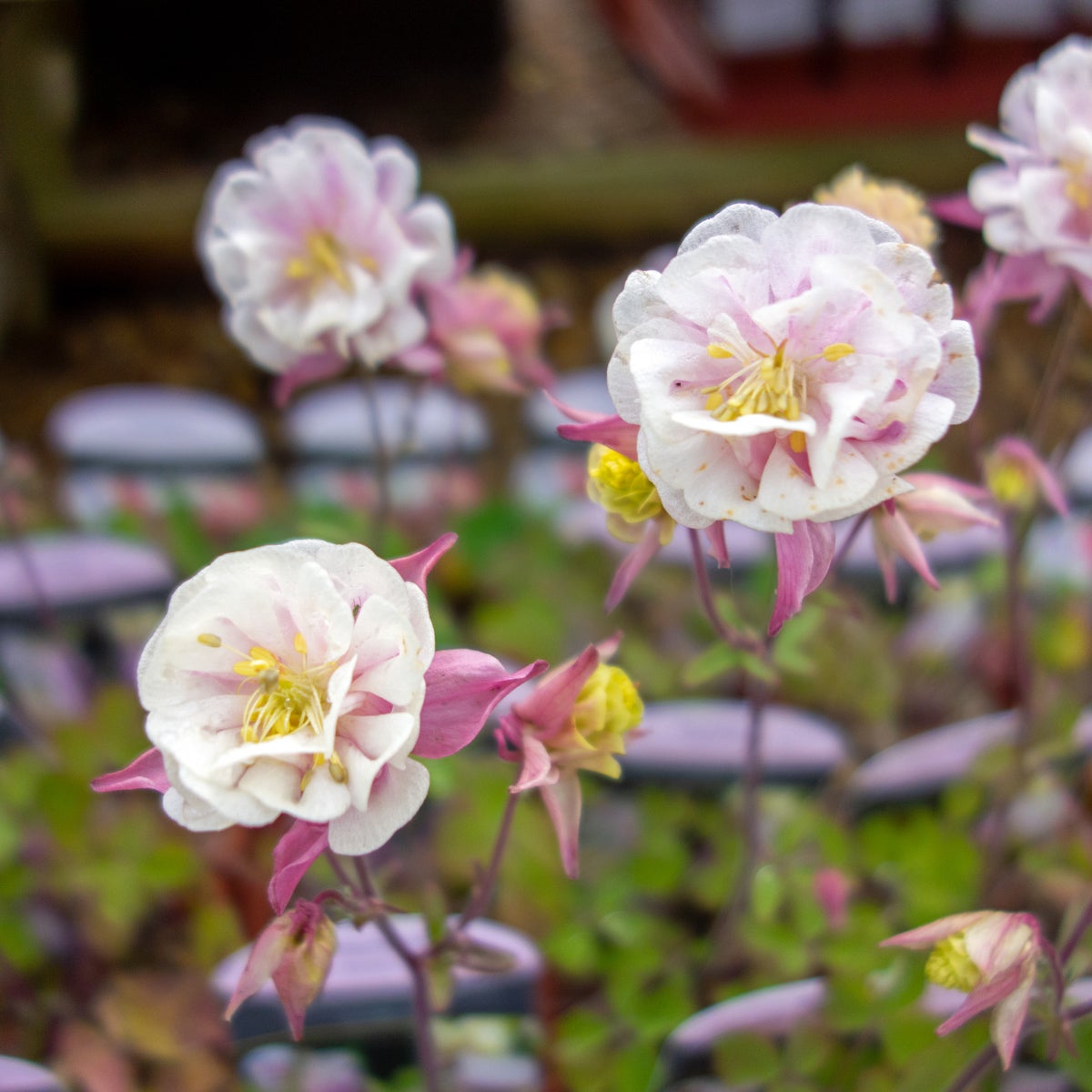 akleja 'Winky Double Rose-White'