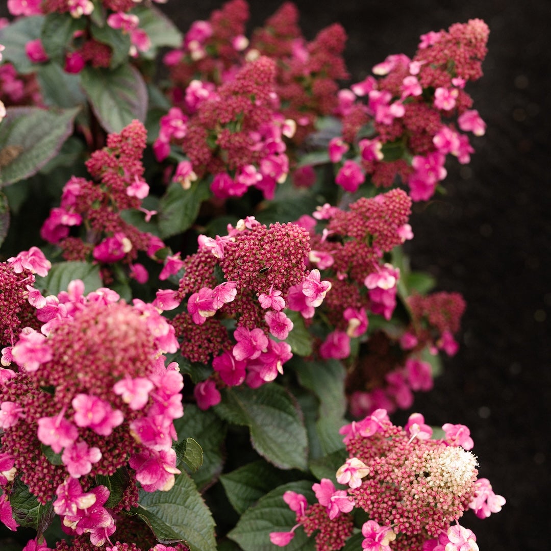 vipphortensia Living Infinity