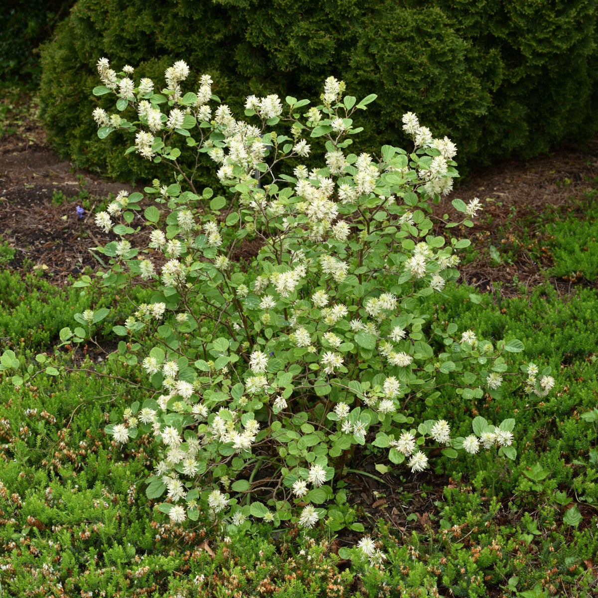 mellanhäxal 'Blue Shadow'