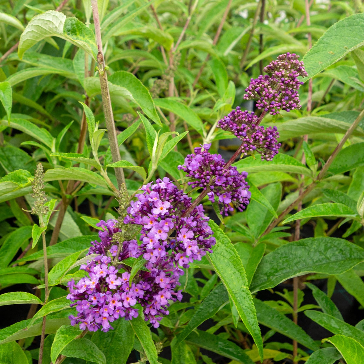 syrenbuddleja 'Ile de France'