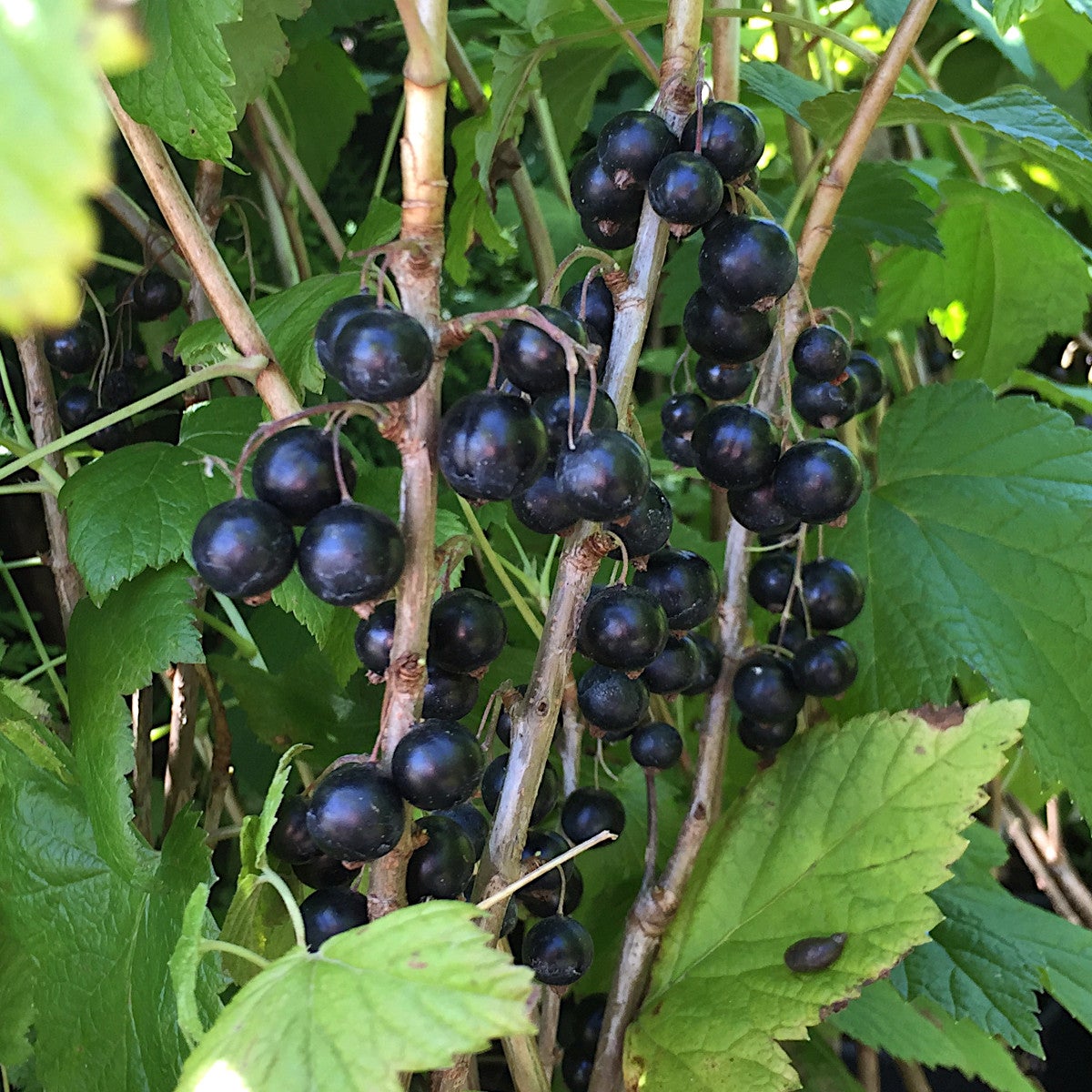 svarta vinbär 'Titania'