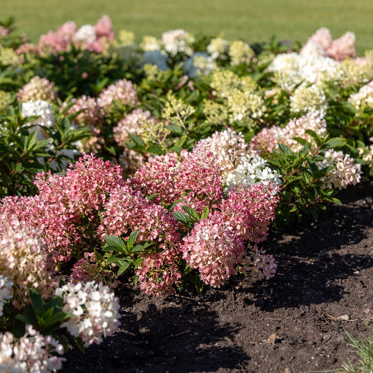vipphortensia Groundbreaker® Blush