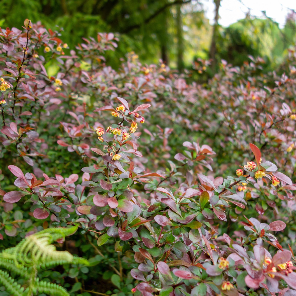 röd häckberberis 'Atropurpurea Nana'