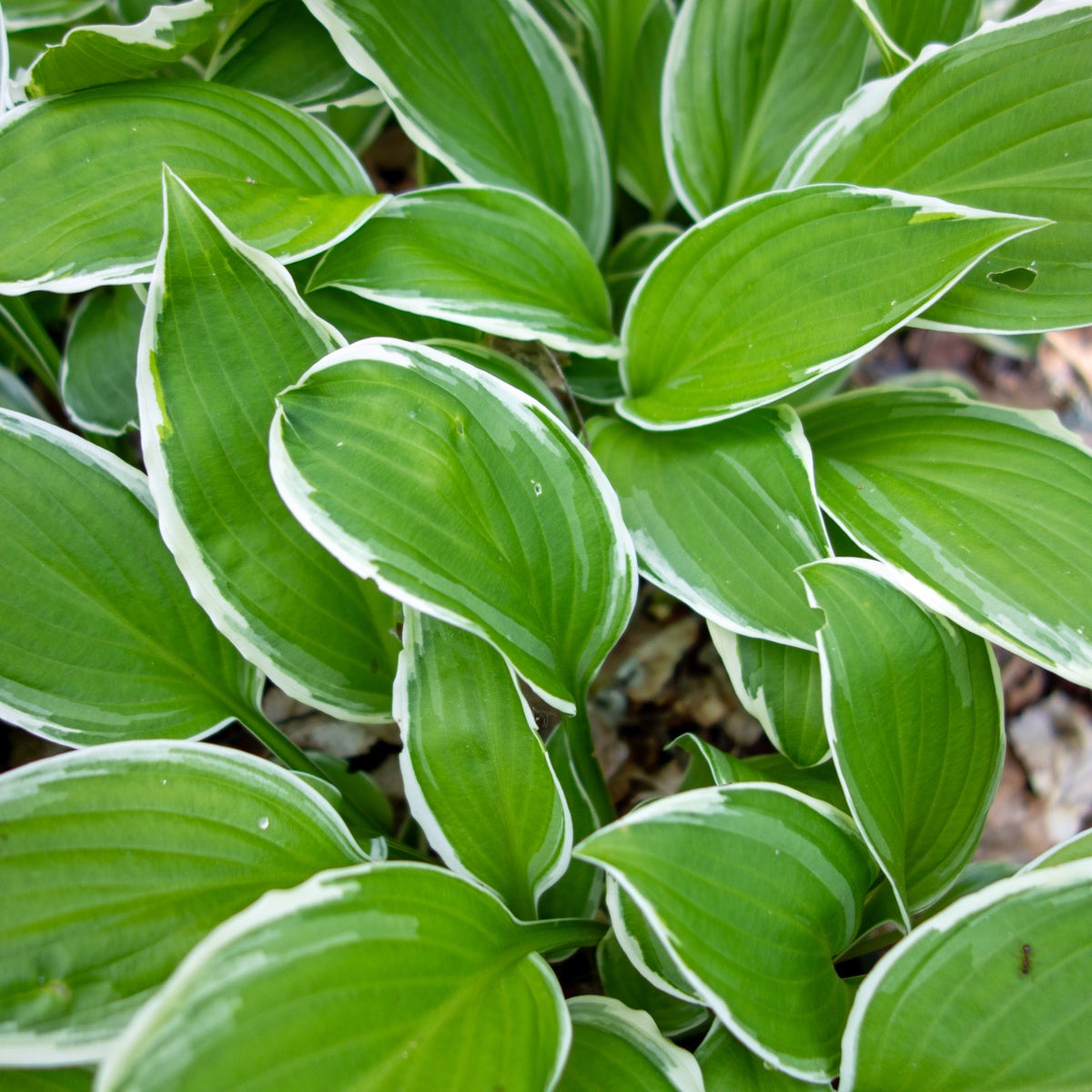 brokfunkia 'Undulata'