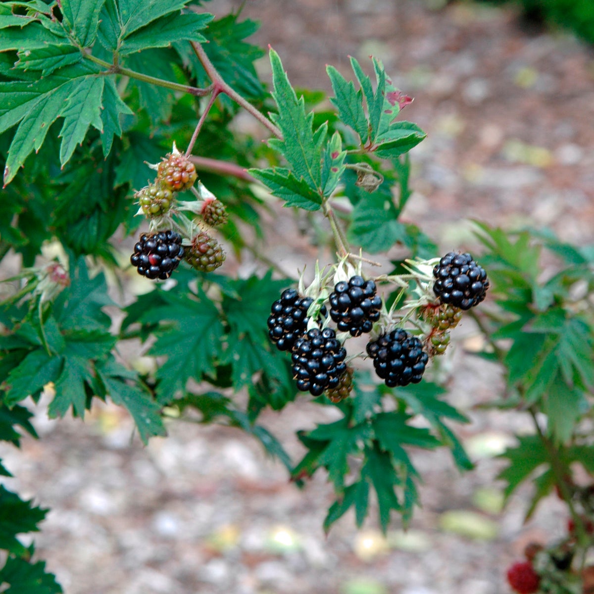 flikbjörnbär 'Thornless Evergreen'