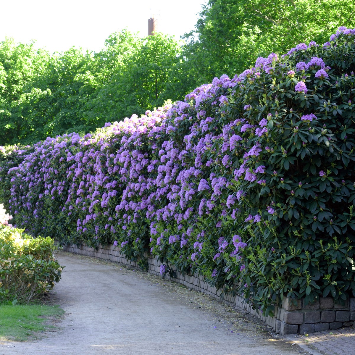 parkrododendron 'Catawbiense Grandifl.'