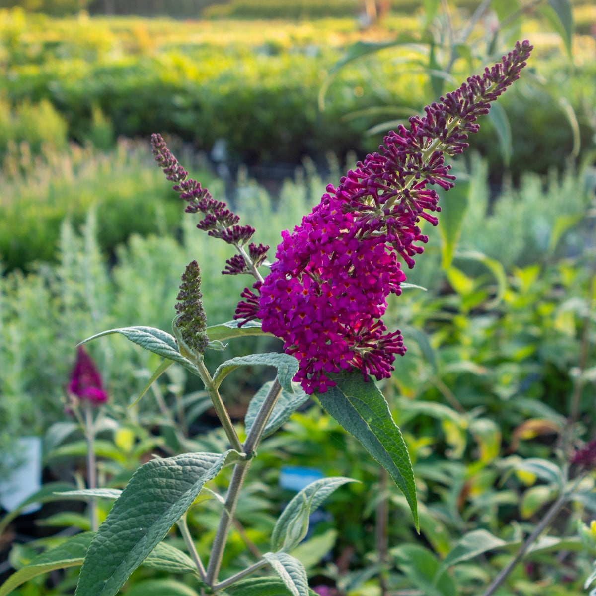buddleja 'Miss Ruby'PBR