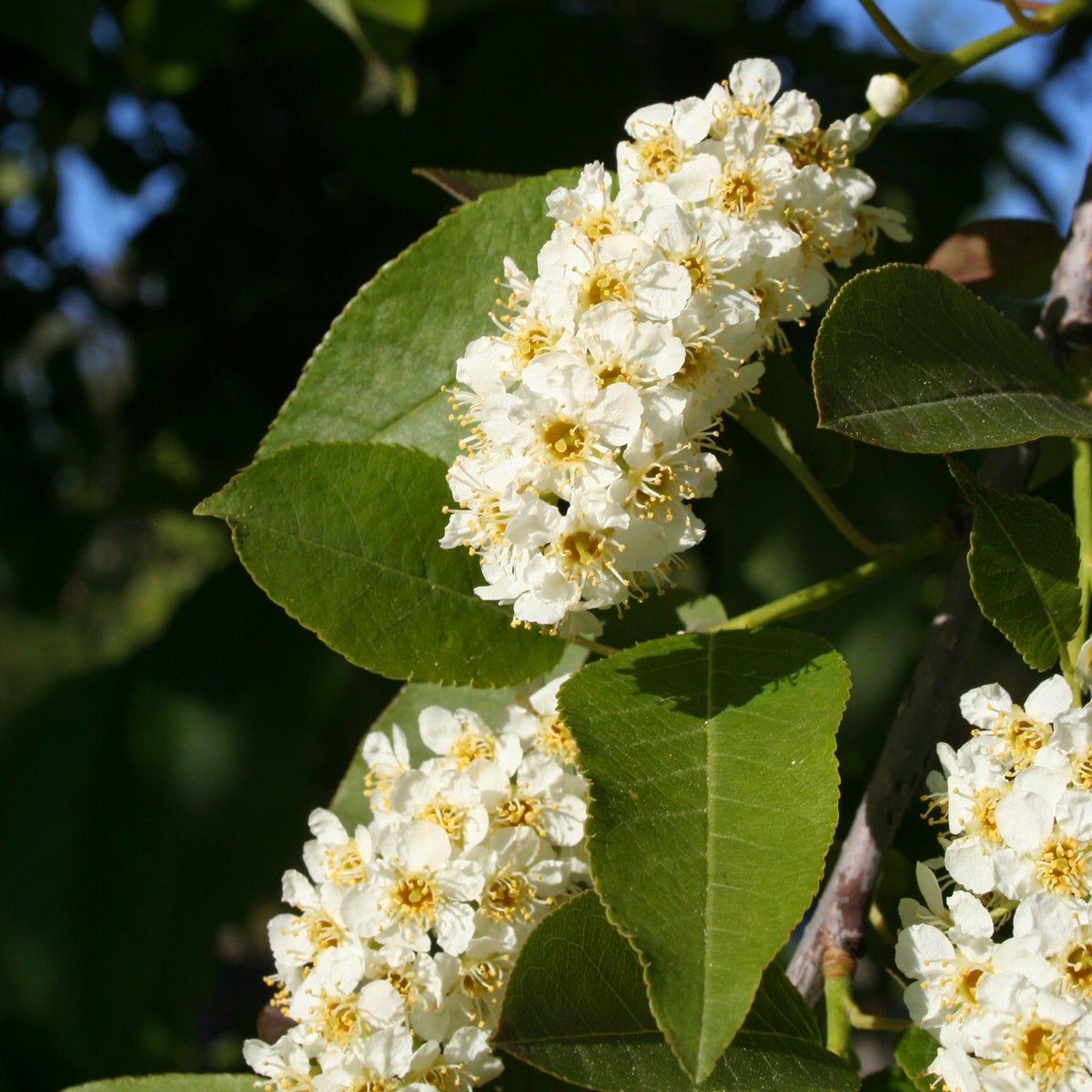 virginiahägg 'Shubert'
