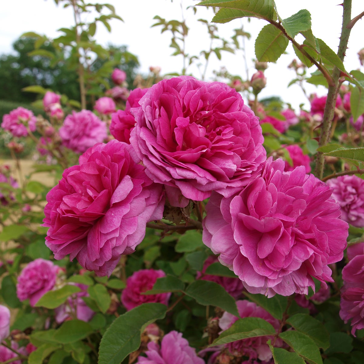 bourbonros 'Farmor Selma'