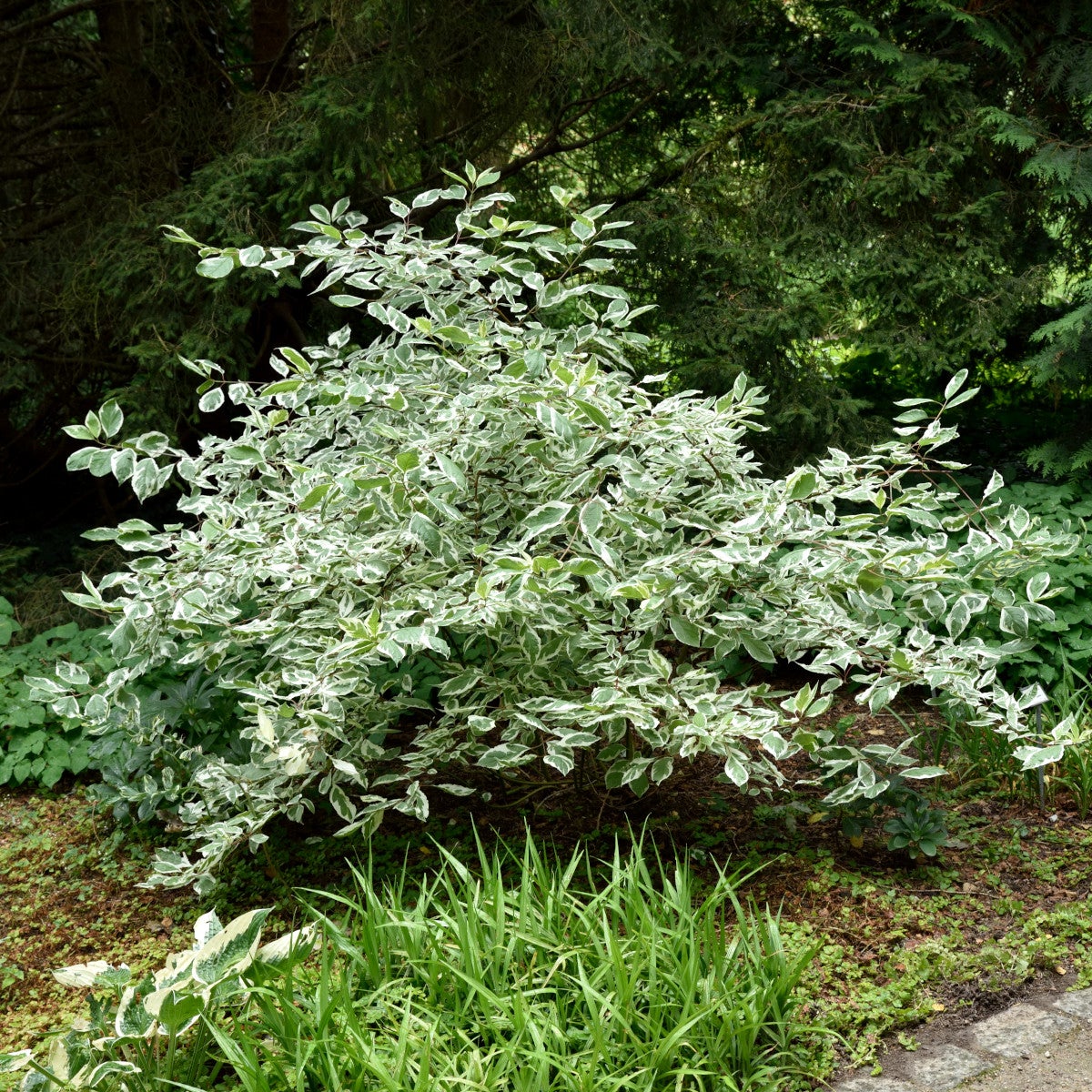 rysk kornell 'Elegantissima'