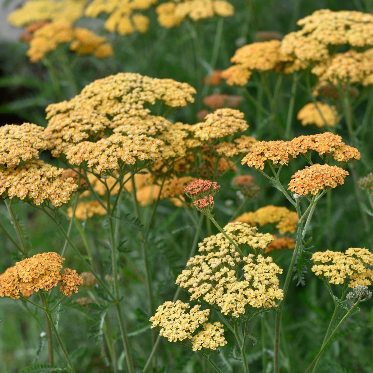 röllika 'Terracotta'