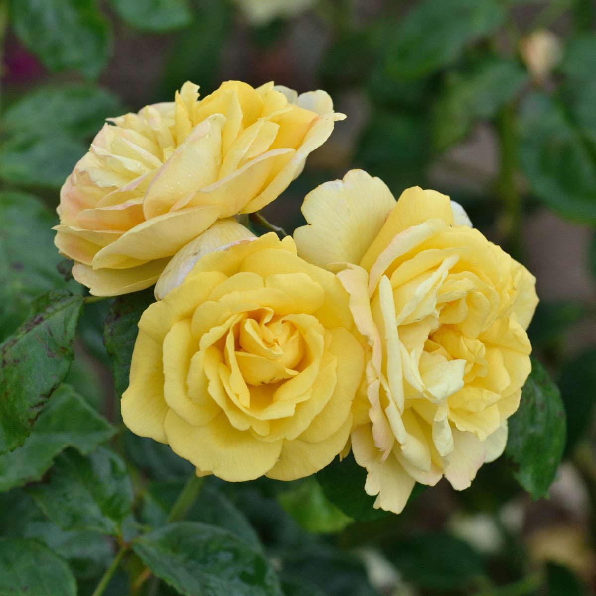 floribundaros 'Chinatown'