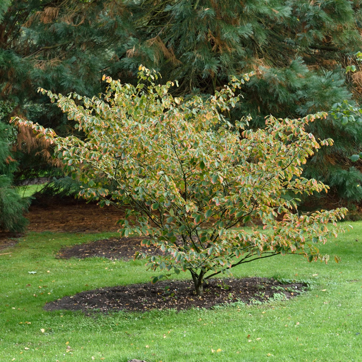 hybridtrollhassel 'Pallida'