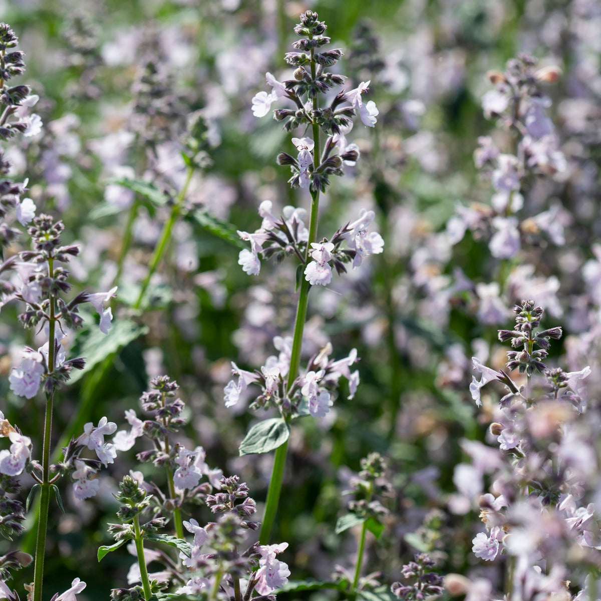 bergnepeta 'Amelia'
