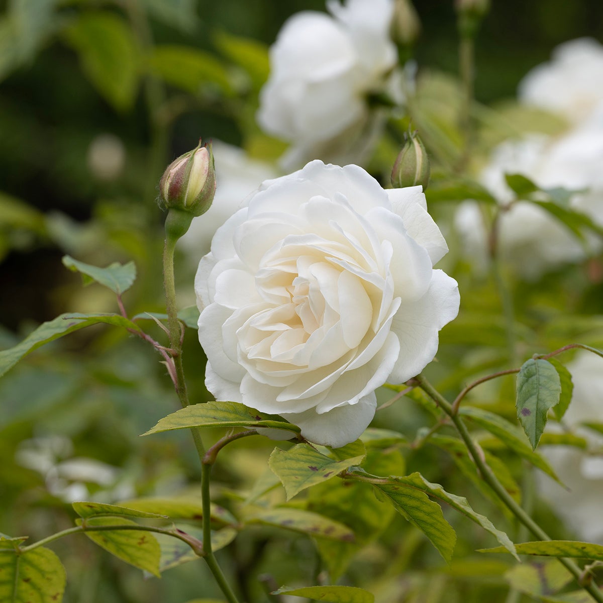 floribundaros Schneewittchen ('Korbin')