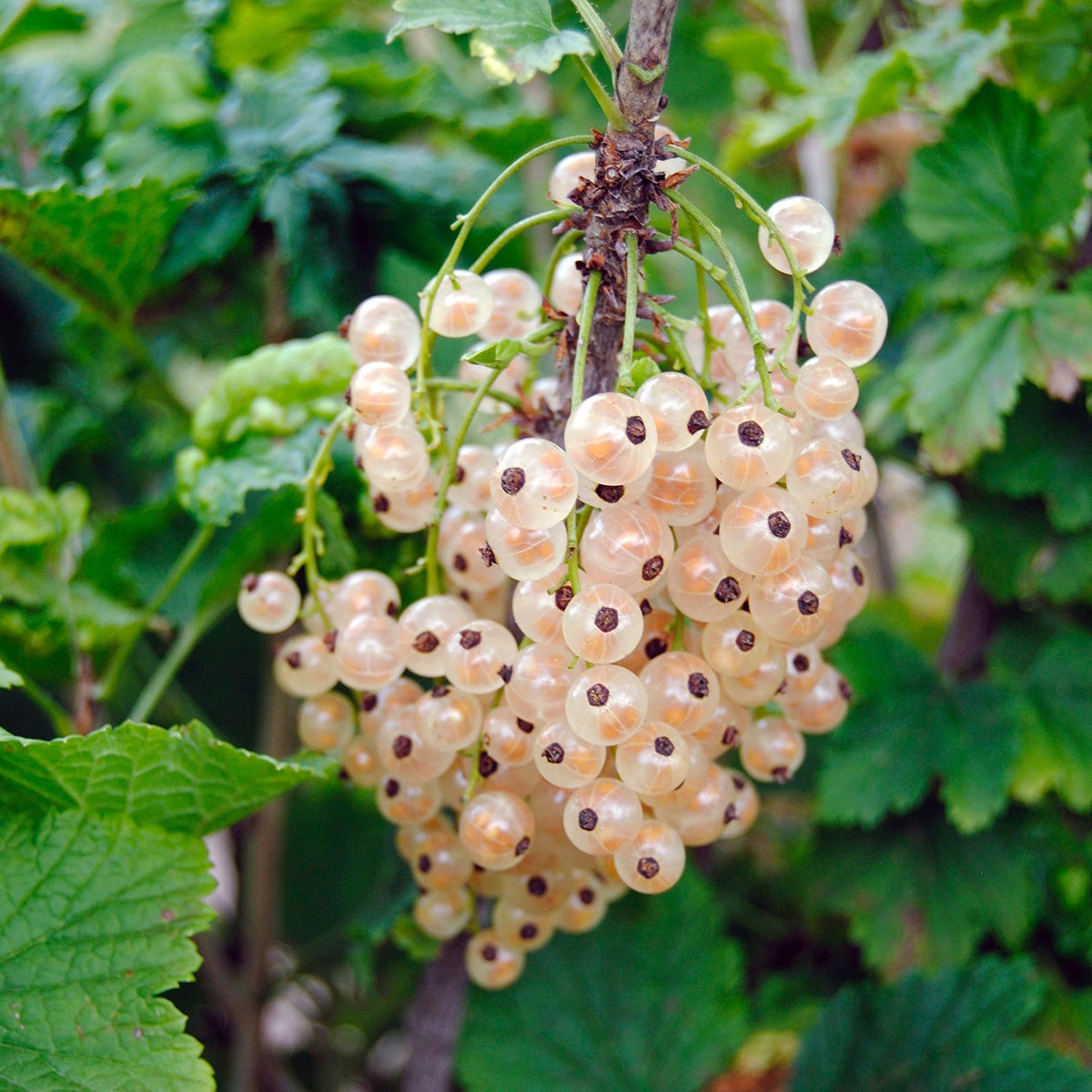 vita vinbär 'Piikkiön Helmi'