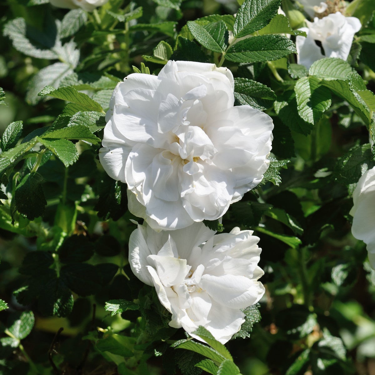 rugosa-ros 'Blanc Double de Coubert'