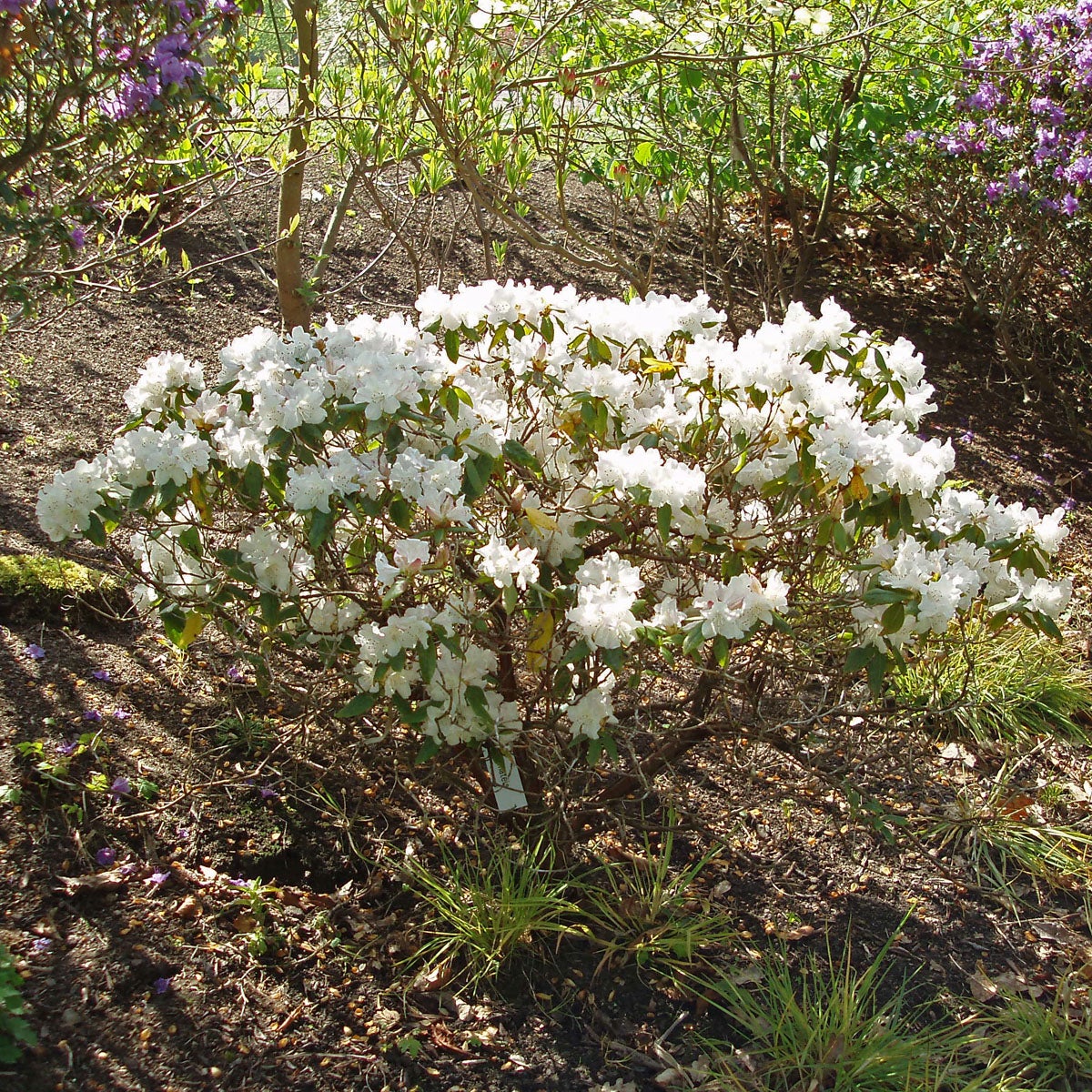 minus-alpros 'Dora Amateis'