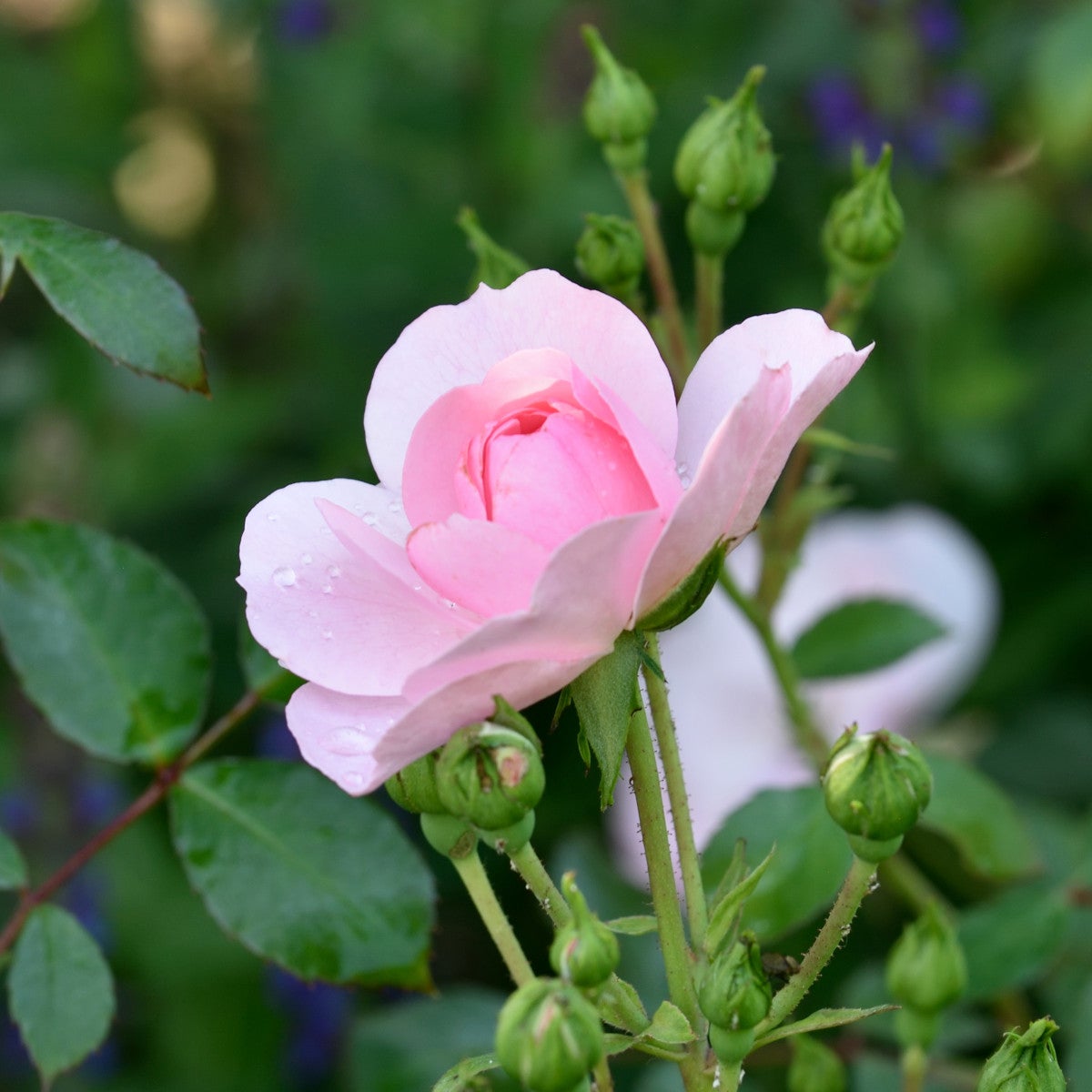 modern buskros Bonica ('Meidomonac')