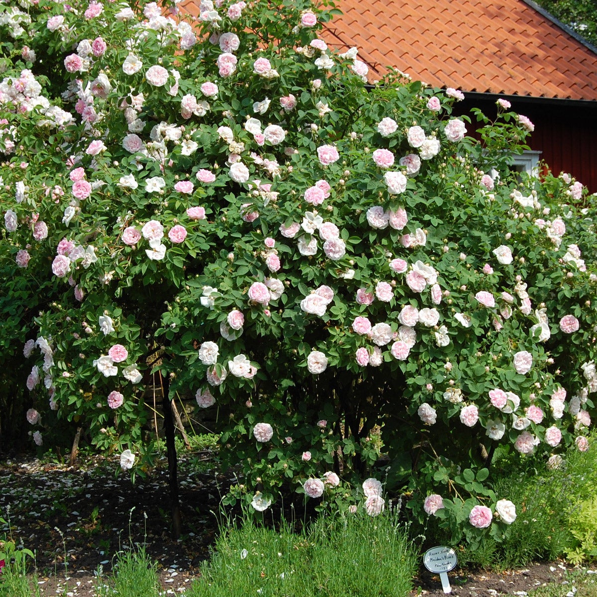 jungfruros 'Great Maiden's Blush'