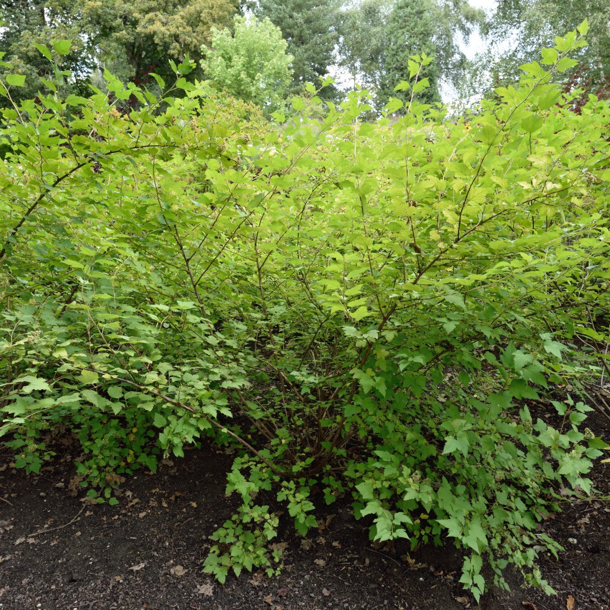 smällspirea 'Nugget'
