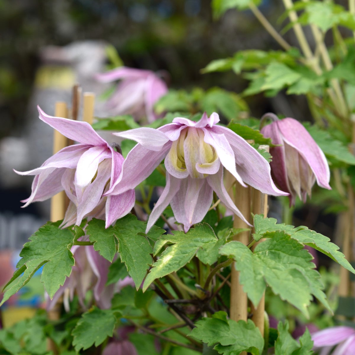 atragene-klematis Balsgård Linnea®