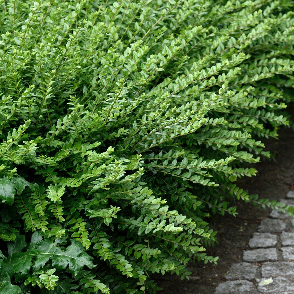 myrtentry 'Maigrün'