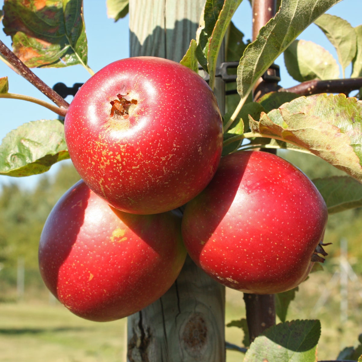 äpple 'Summerred'