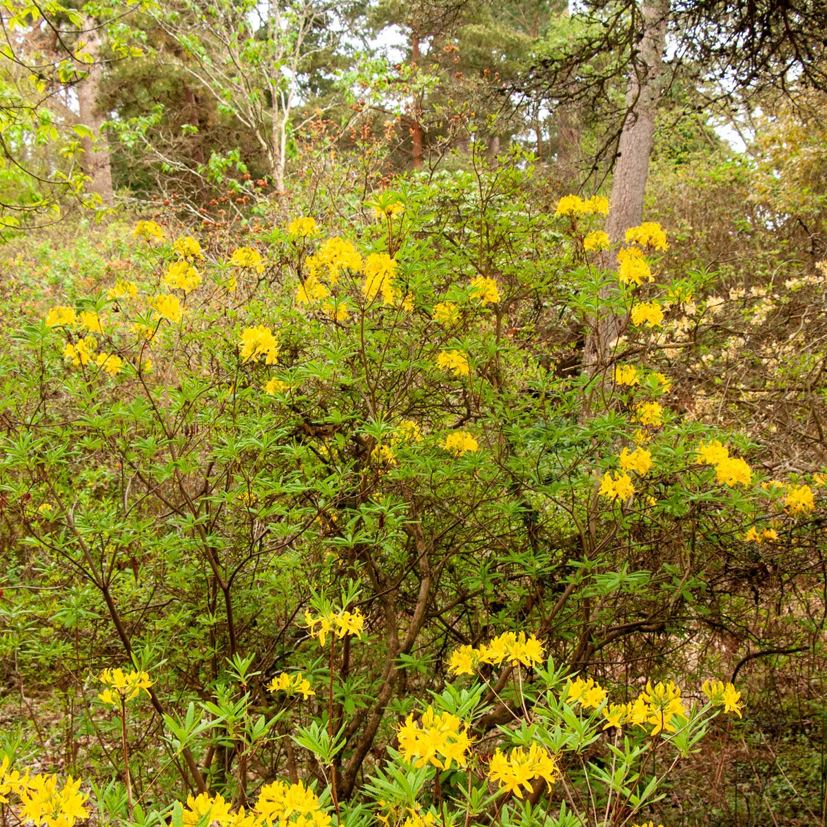 ghentazalea 'Nancy Waterer'