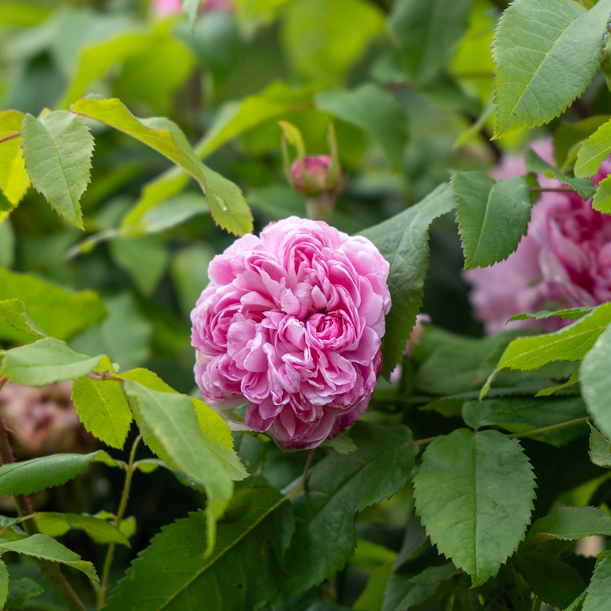 portlandros 'Jacques Cartier'