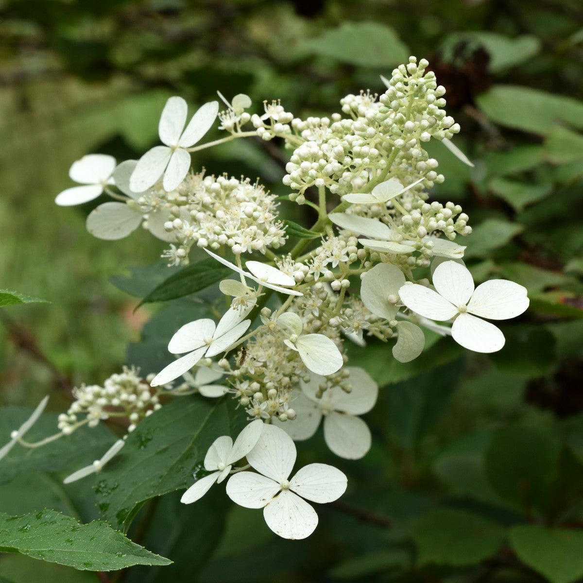 vipphortensia 'Mustila'