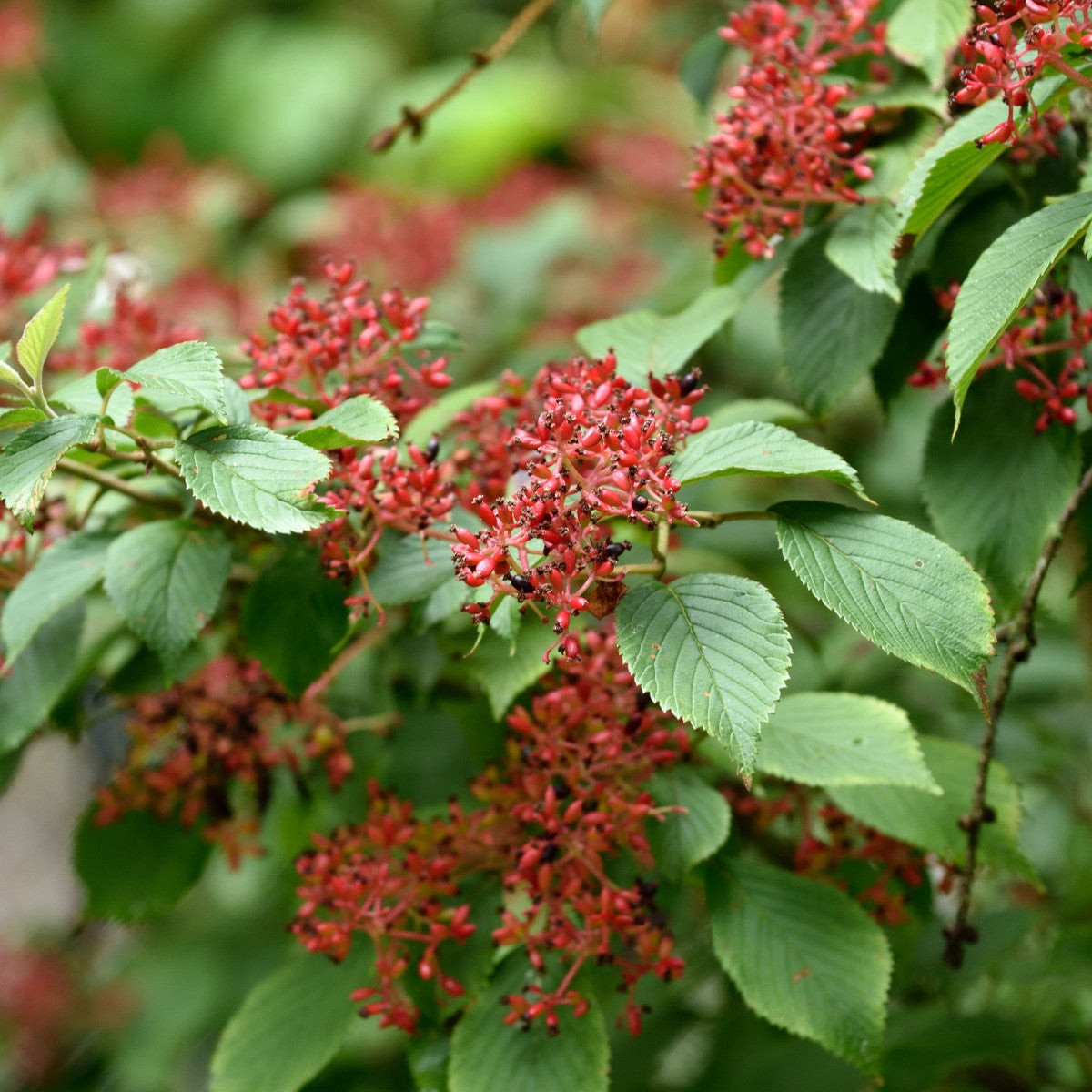 japanskt olvon 'Nanum Semperflorens'