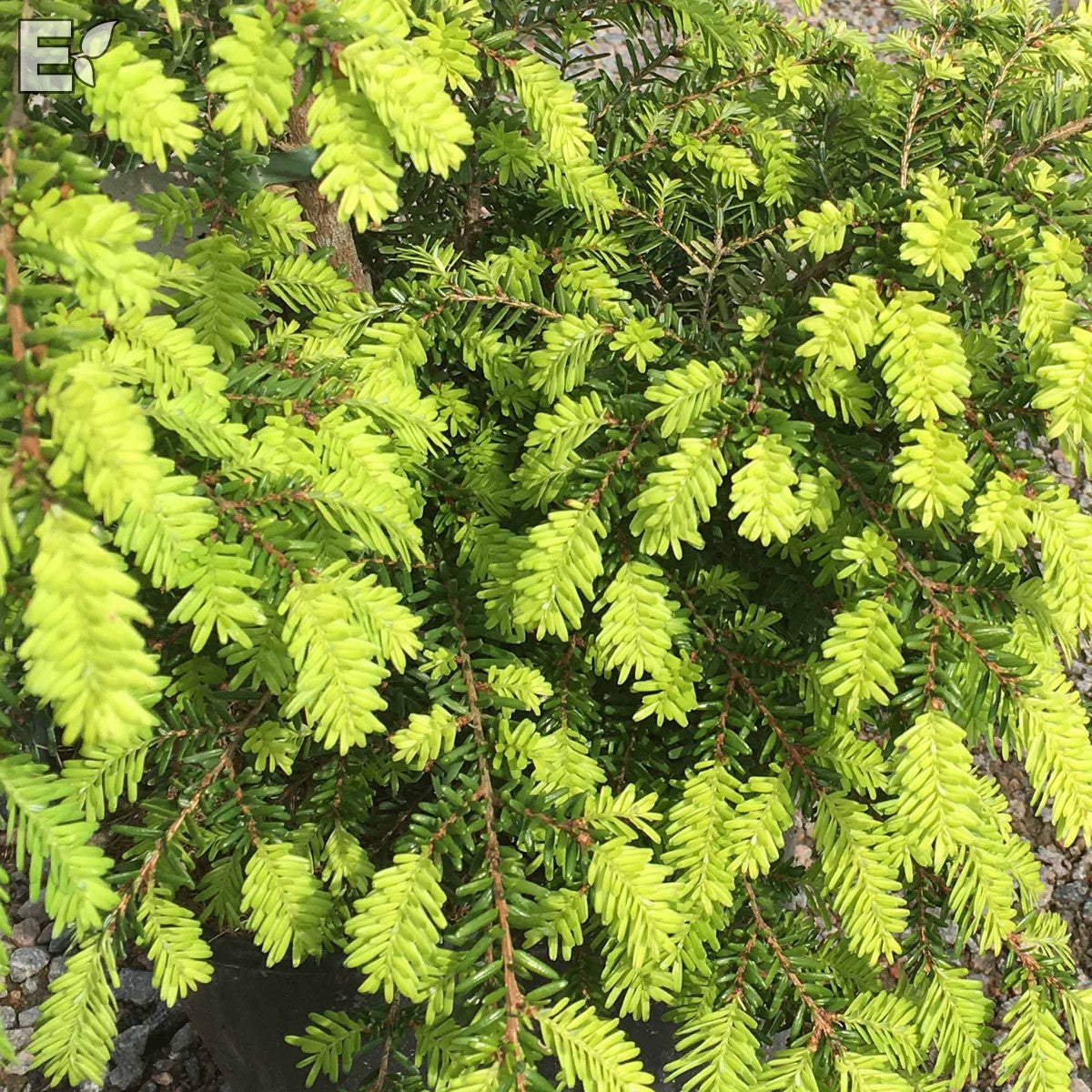 japansk hemlock fk Mustila E
