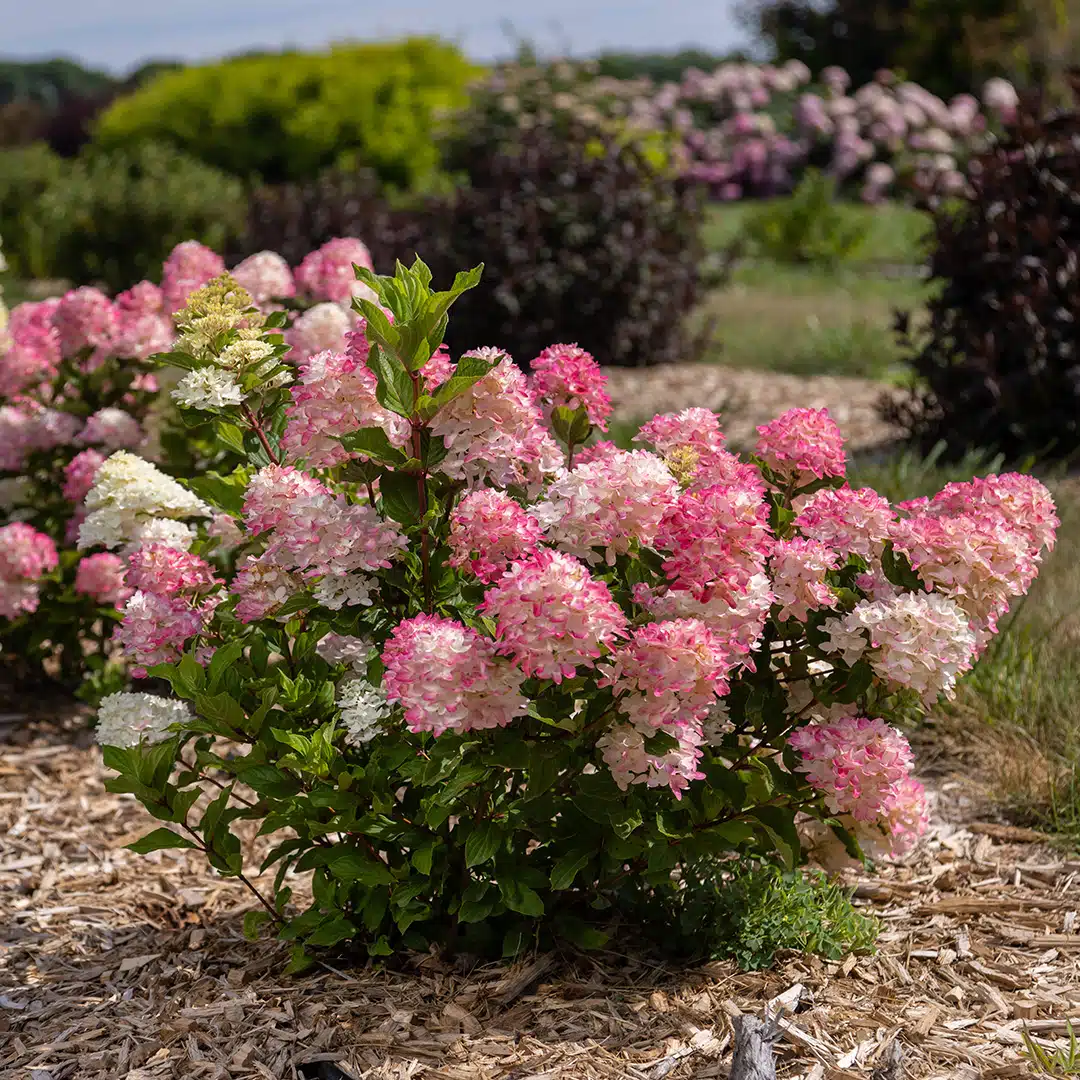 vipphortensia Spring Sizzle®