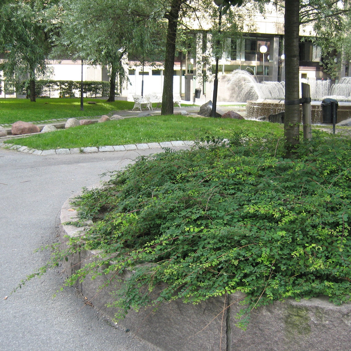 hybridsnöbär 'Hancock'