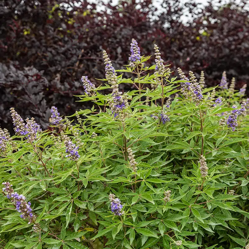 kyskhetsträd Violet Magnet®