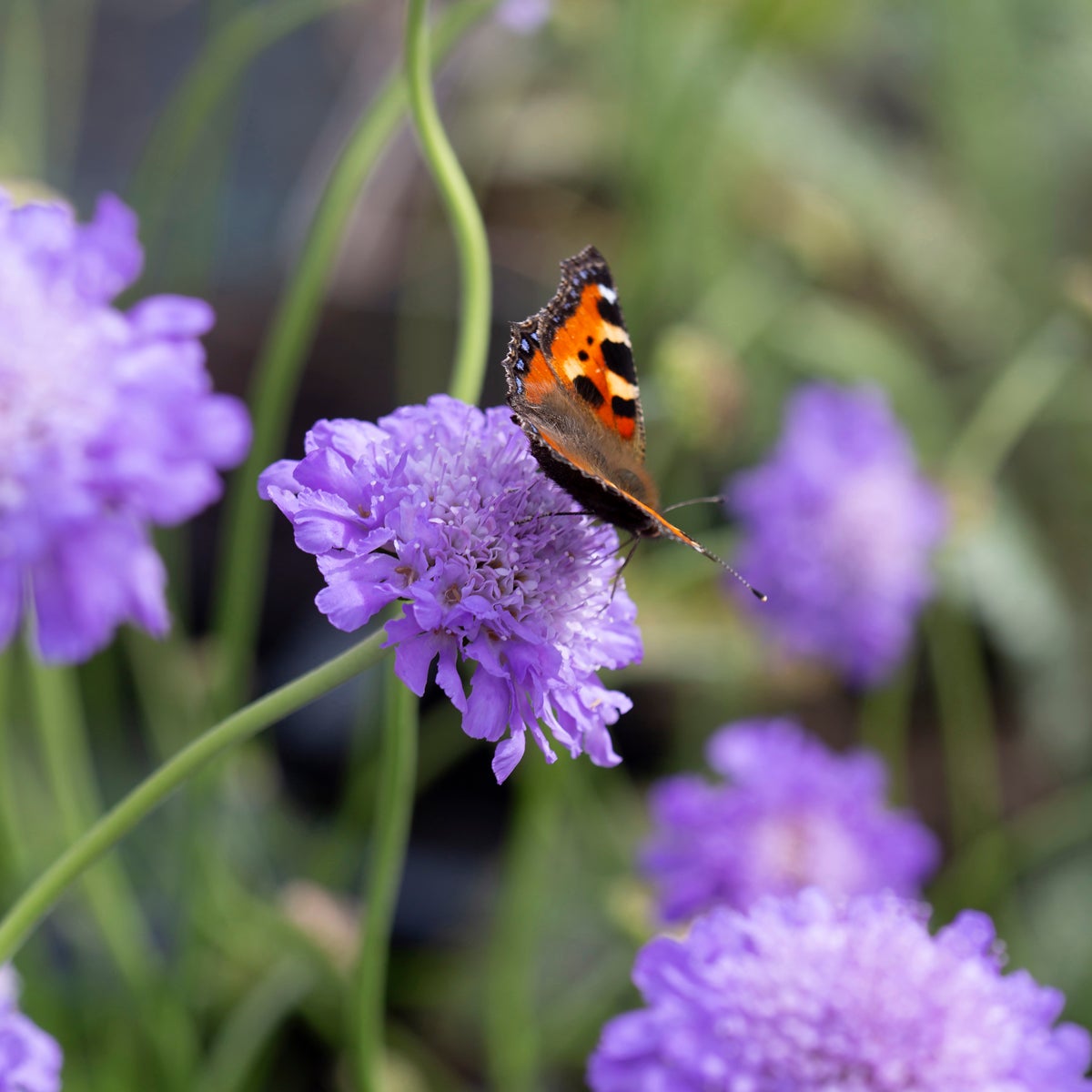fältvädd 'Butterfly Blue'